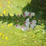 Bellardia trixago Blomma
