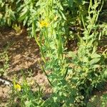 Cleome viscosa Habitus