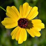 Coreopsis leavenworthii Flor