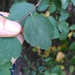 Spiraea trilobataLeht