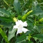 Datura stramonium Flor