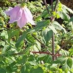 Dahlia imperialis Flor