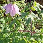 Dahlia imperialis Kukka