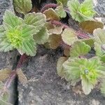 Veronica arvensis Feuille