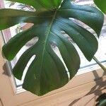 Monstera deliciosa叶