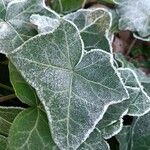 Hedera helix Foglia