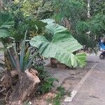 Colocasia gigantea Habit