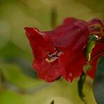 Rhododendron thomsonii Flor