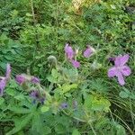 Geranium viscosissimum Blomst