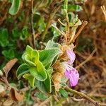 Dicliptera napierae Lehti