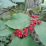 Viburnum lantanoides Fruit