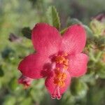 Hibiscus aponeurus Flor