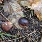 Castanea sativa Fruit