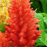 Celosia argentea Maua