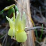 Narcissus triandrus Flower