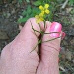 Sisymbrium orientaleപുഷ്പം