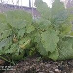 Brassica tournefortii Leaf