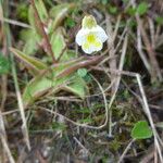 Pinguicula alpina Flor