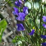 Vicia onobrychioides Други