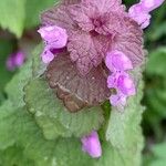 Lamium purpureum Flor