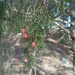 Juniperus oxycedrus 葉