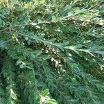Lonicera pileata Leaf