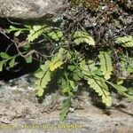 Asplenium x alternifolium 形態