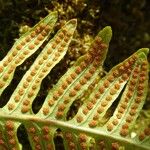 Polypodium interjectum Other