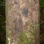 Elvasia elvasioides Bark
