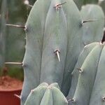 Myrtillocactus geometrizans 树皮