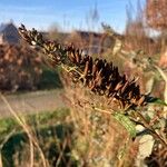 Buddleja davidii Fruto