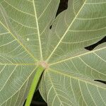 Sterculia apetala Leaf