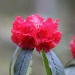 Rhododendron barbatum Flor