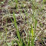 Sagittaria lancifolia Blad