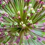 Allium ampeloprasum Sonstige