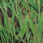 Pilosella schneidii 葉