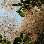 Cotinus coggygria फल