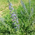 Echium vulgareBlomst