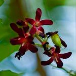 Averrhoa bilimbi Flower