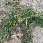 Citrullus colocynthis Fruto