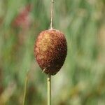 Typha minima Flor