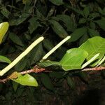 Piper tuberculatum Fruit