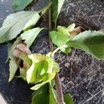 Drymonia serrulata Flor