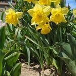 Narcissus pseudonarcissus പുഷ്പം