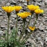 Leontodon crispus Flower