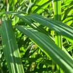 Cymbopogon nardus Leaf