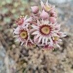 Sempervivum tectorumЦветок