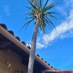 Beaucarnea gracilis Συνήθη χαρακτηριστικά