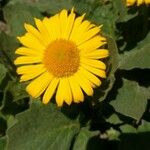 Doronicum grandiflorumBlüte