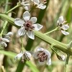 Lysimachia ephemerum Fleur